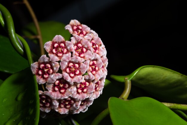 Hoya pink flower macro