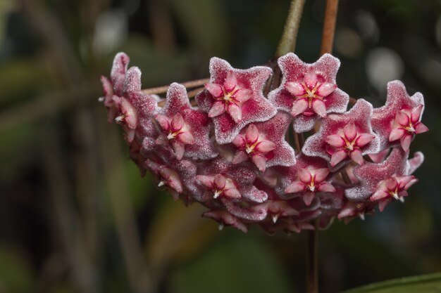 Hoya rode bloem macro