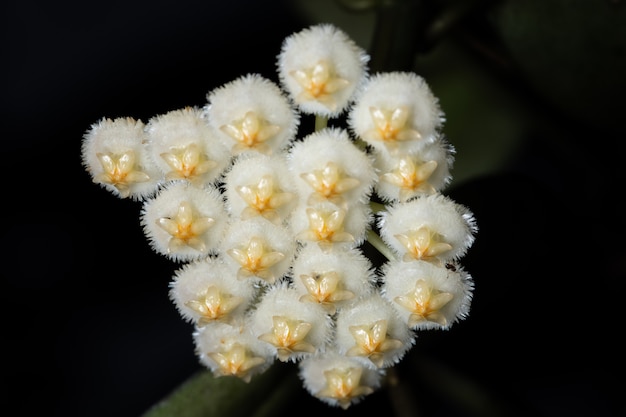 Hoya witte bloem macro