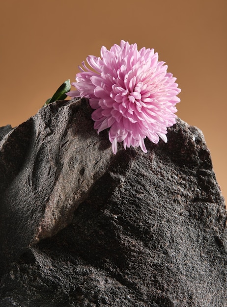 Сhrysanthemum roze kleur ligt op de top van steen Grootheid bergrots en elegantie natuurlijke schoonheid