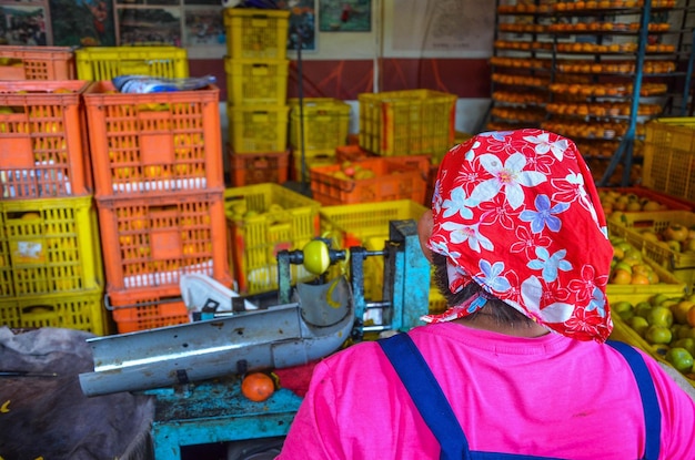 Hsinchu taiwan okt 10 2018 proces van het maken van gedroogde persimmon tijdens de winderige herfst in hsinpu met chinese naam van de fabriek wei wei gia