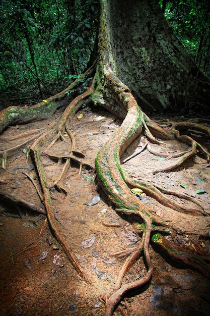 hude Tree in taman negara