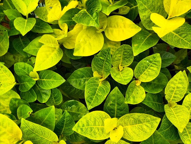 The hue on the leaf