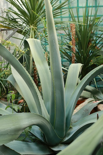 Huge agave americana or american aloe in wooden pot in a park