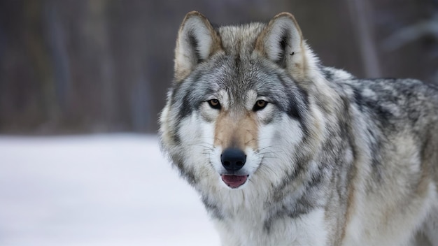 Huge arctic male wolf very close up