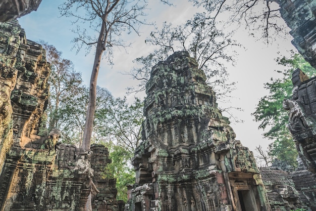 Huge banyan tree ancient angkor wat ruins panorama sunrise asia siem reap cambodia