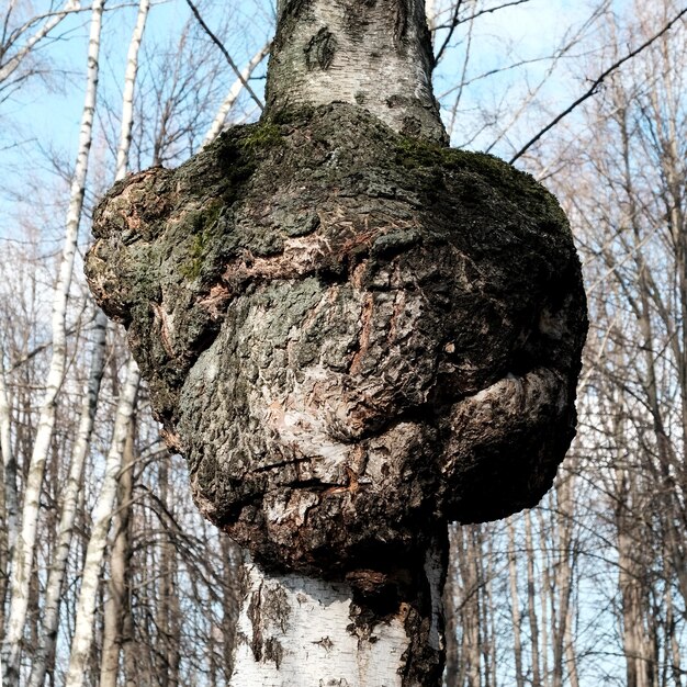 Photo huge birch chaga mushroom parasitizes on trunk of tree inonotus obliquus chaga fungus