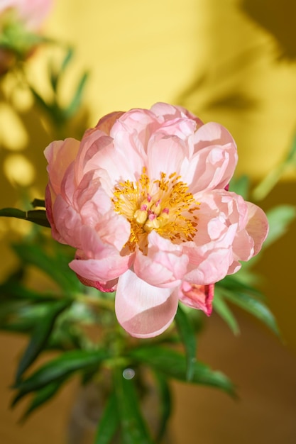 A huge blossoming pink peony against the background of a yellow wall