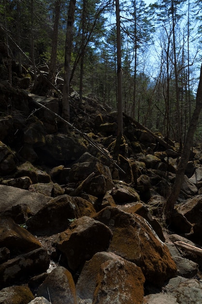 huge boulders in the forest