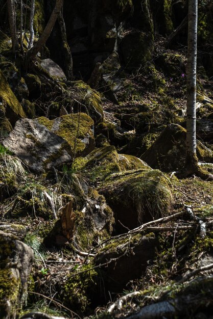 huge boulders in the forest