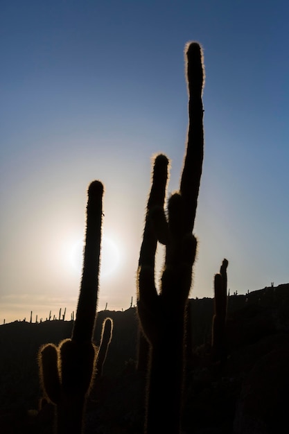 Huge cactus and the Salar of Uyuni with blue sky Bolivia