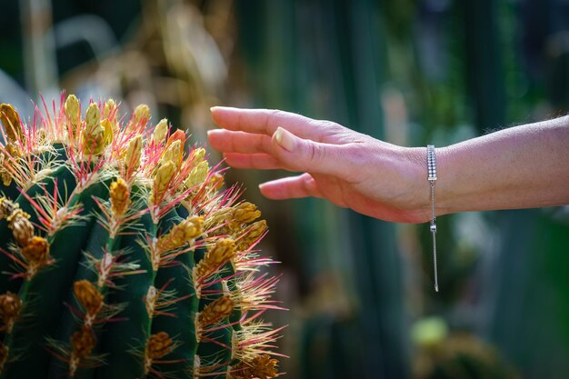 Huge cactus with sharp skewers and woman's hand lightly touching the plant