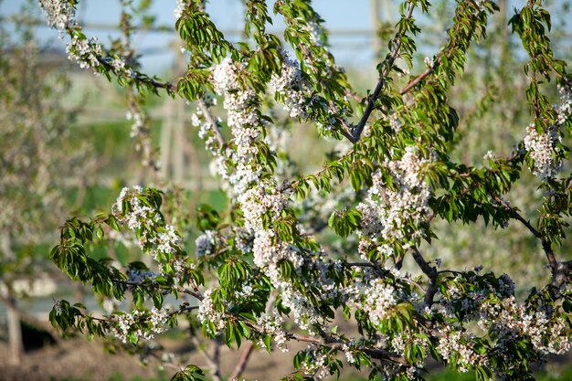 Huge clusters of flowers in the plants