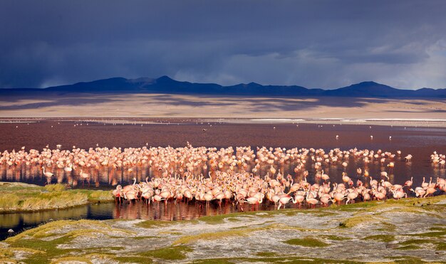 The Huge colony of James Flamingo in  Laguna Colorada, Bolivia. South America.