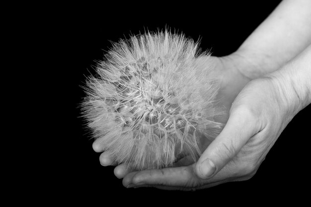 Photo a huge dandelion in the palms salsify black and white photograph