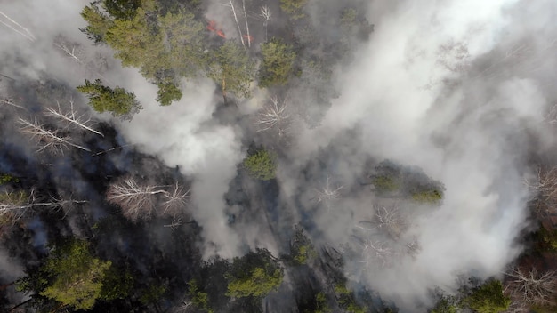 Huge dark puffs of smoke rise from a forest fire.