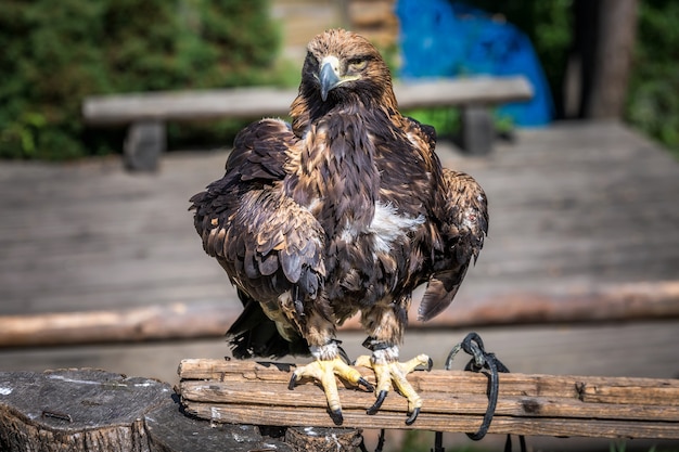 Huge eagle sitting on wood log at Carpathian Mountains, Ukraine 