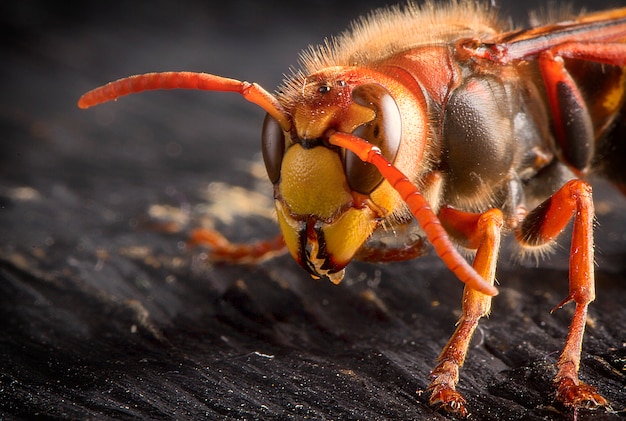 Huge European Hornet. Dangerous predatory insect. Close-up.