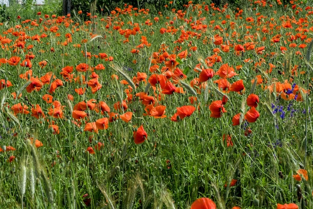 赤いポピーの花の巨大なフィールド