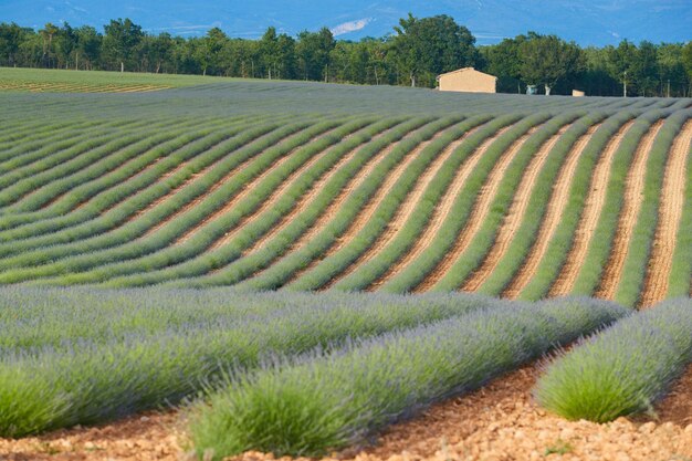 フランスのヴァロンソルコートdazuralpsprovence紫色の花緑色の茎のラベンダーの列の巨大なフィールド...