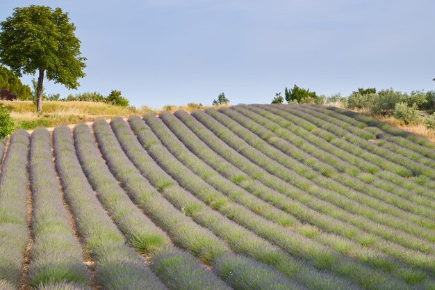 フランスのヴァロンソルコートdazuralpsprovence紫色の花緑色の茎のラベンダーの列の巨大なフィールド...