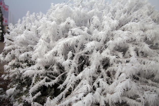 Huge frost crystals stuck to the branches