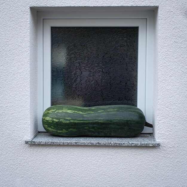 Foto un'enorme zucca verde davanti a una finestra.