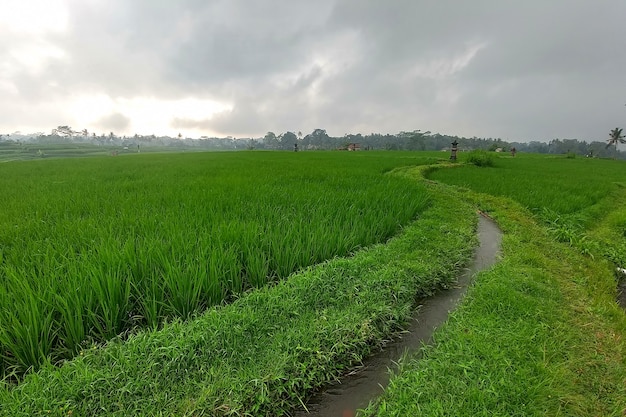 Huge green rice fields and terraces near the jungle of Bali in the Ubud region Walking paths rainy