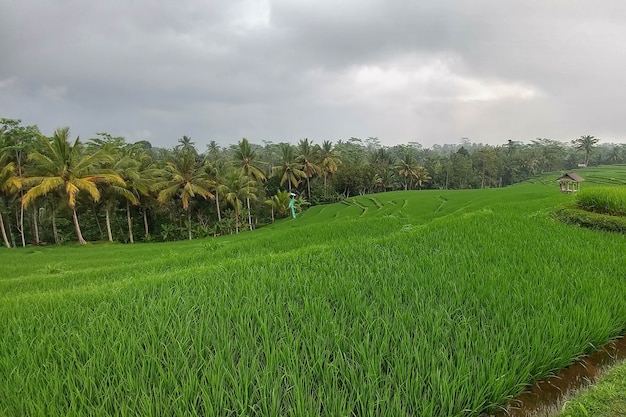 Huge green rice fields and terraces near the jungle of Bali in the Ubud region Walking paths rainy