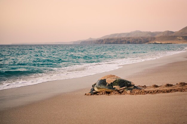 Photo huge green turtle heading back to ocean after having laid eggs on beach in oman