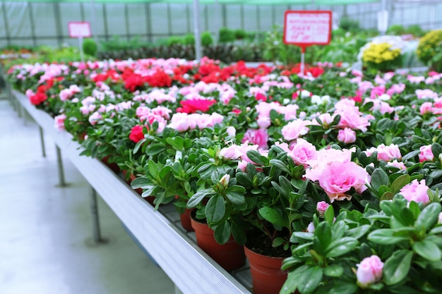 花や植物がたくさん売られている巨大な温室