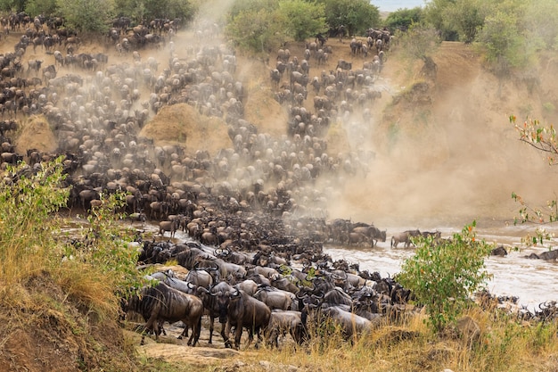 Huge herds of herbivores cross the river