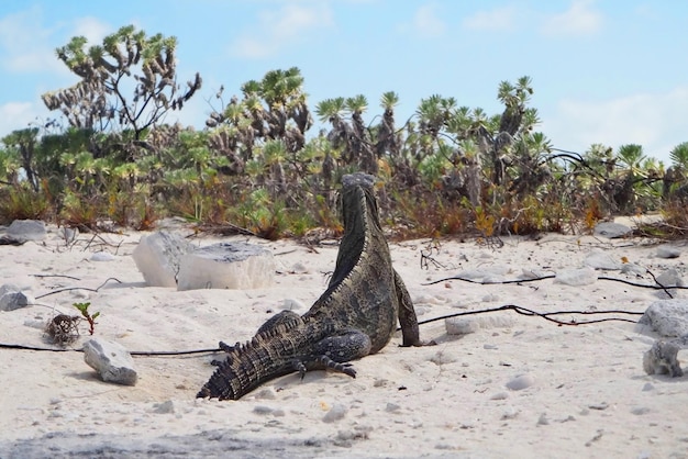 Huge iguana close up big lizard in natural habitat