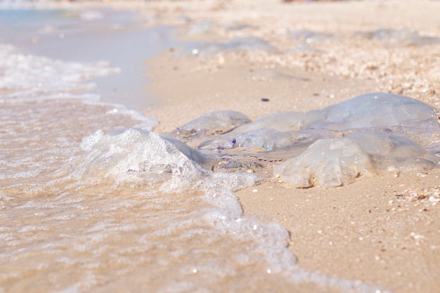 Огромные медузы омываются волной на песчаном пляже. нашествие медуз.