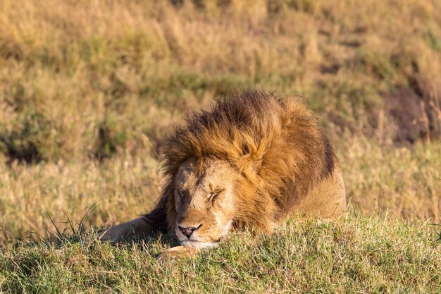 거대한 사자가 잠 들어 있습니다 Masai Mara Kenya