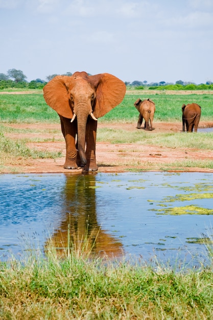 Huge male African elephant