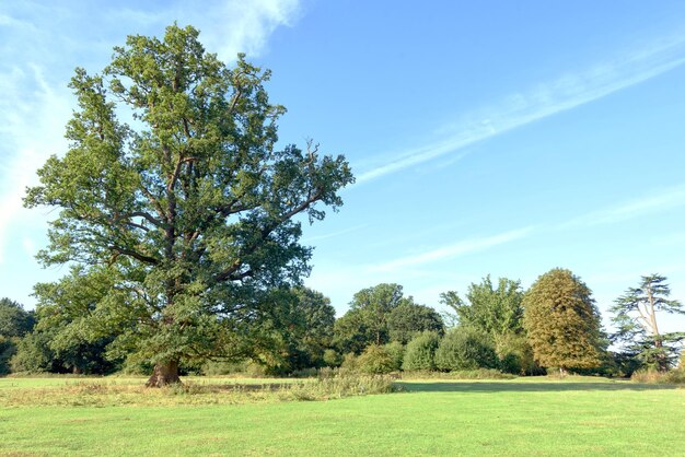 Huge oak tree in forest and blue sky