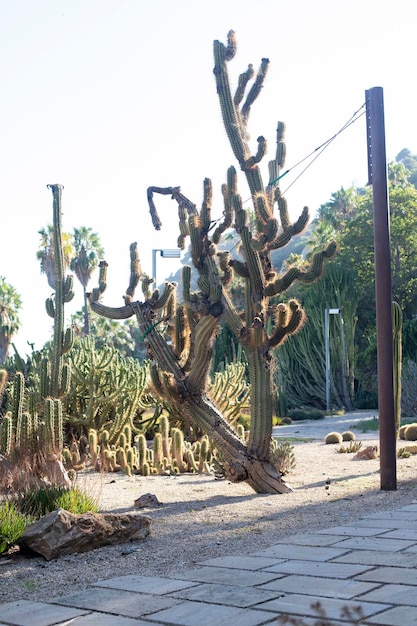 Foto enorme vecchio cactus progettazione del paesaggio del giardino del cactus