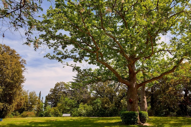 A huge old plane tree in the summer garden