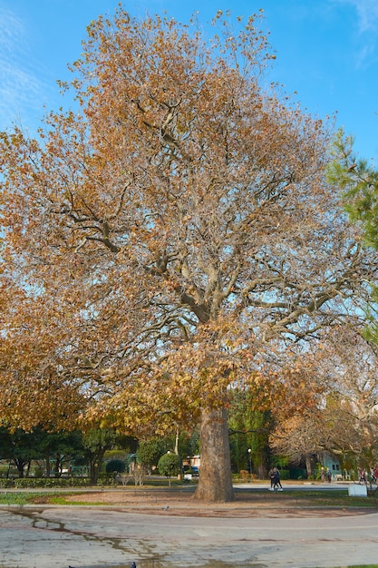 秋の公園の巨大な古い木