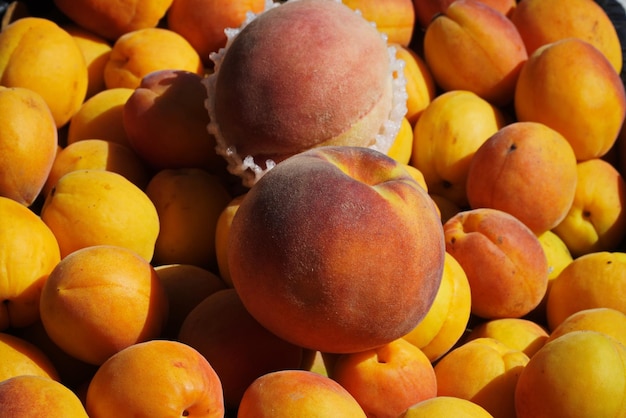 Huge peach among ripe yellow apricots closeup top view