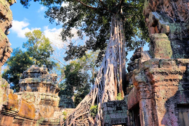 カンボジアの寺院にあるジャングルの木の巨大な根