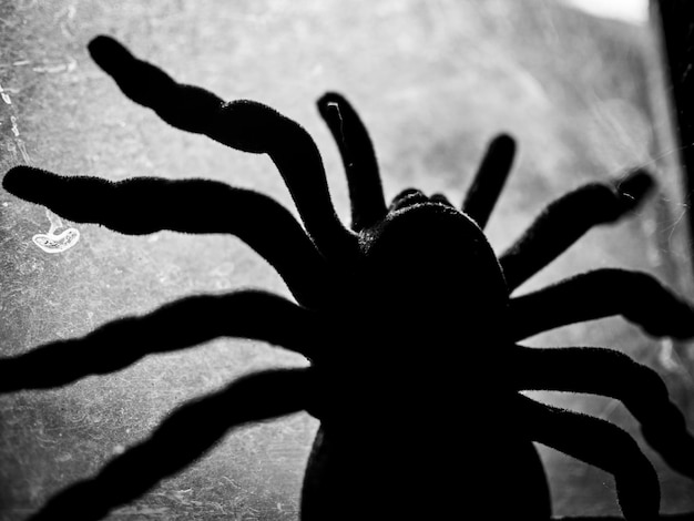 Photo huge spider