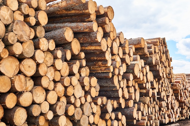 Huge stack of unbarked logs prepared for transportation