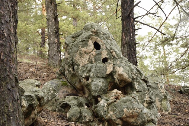 Huge stones in a spring pine forest Skripino village Ulyanovsk Russia the stone in the forest Skrzypinski Kuchury