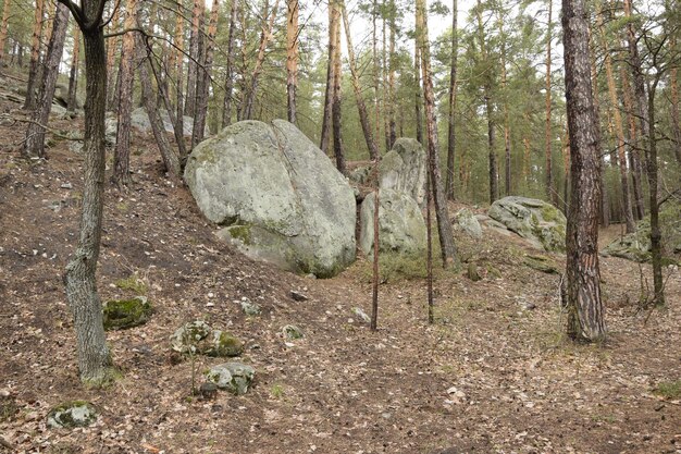 봄 소나무 숲의 거대한 돌 Skripino 마을 Ulyanovsk Russia 숲의 돌 Skrzypinski Kuchury