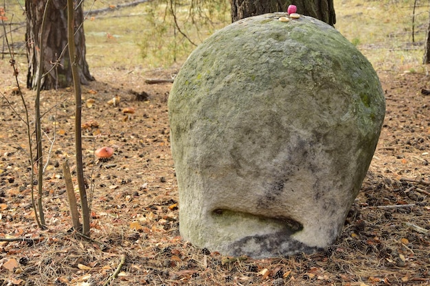 Huge stones in a spring pine forest Skripino village Ulyanovsk Russia the stone in the forest Skrzypinski Kuchury