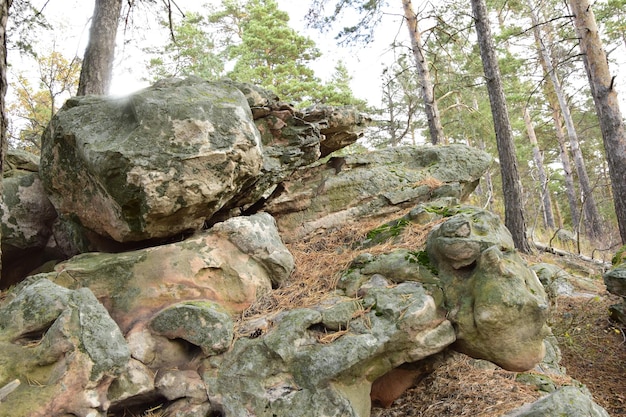 Huge stones in a spring pine forest Skripino village Ulyanovsk Russia the stone in the forest Skrzypinski Kuchury