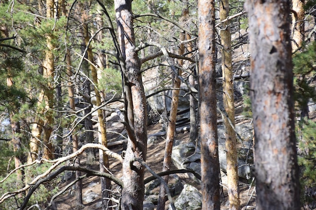 Huge stones in a spring pine forest Skripino village Ulyanovsk Russia the stone in the forest Skrzypinski Kuchury