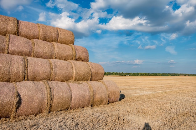 Huge straw pile of Hay roll bales on among harvested field cattle bedding